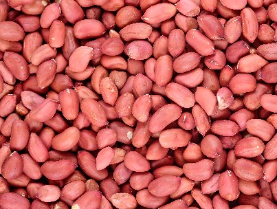 Wings Impex Offers Wide Range Of Premium Quality Oil Seeds From India Sample Groundnut Image