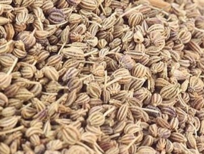 Ajwain Carrom Seeds Premium Quality By Wings Impex - Exporter, Supplier And Producer Of Premium Quality Basmati Rice And Non-Basmati Rice And Other Agriculture Products From India