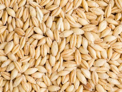 Barley Premium Quality By Wings Impex - Exporter, Supplier And Producer Of Premium Quality Basmati Rice And Non-Basmati Rice And Other Agriculture Products From India