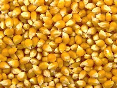 Corn Oil Seeds Premium Quality By Wings Impex - Exporter, Supplier And Producer Of Premium Quality Basmati Rice And Non-Basmati Rice And Other Agriculture Products From India