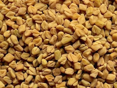 Fenugreek Seeds Methi Seeds Premium Quality By Wings Impex - Exporter, Supplier And Producer Of Premium Quality Basmati Rice And Non-Basmati Rice And Other Agriculture Products From India