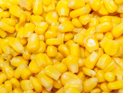 Maize Yellow Corn Grains Premium Quality By Wings Impex - Exporter, Supplier And Producer Of Premium Quality Basmati Rice And Non-Basmati Rice And Other Agriculture Products From India