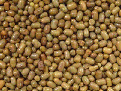 Moth Beans Premium Quality By Wings Impex - Exporter, Supplier And Producer Of Premium Quality Basmati Rice And Non-Basmati Rice And Other Agriculture Products From India