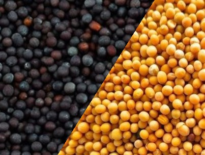 Black Mustard Yellow Mustard Premium Quality By Wings Impex - Exporter, Supplier And Producer Of Premium Quality Basmati Rice And Non-Basmati Rice And Other Agriculture Products From India