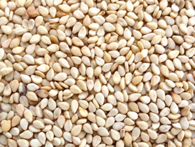 Sesame Oil Seeds Premium Quality By Wings Impex - Exporter, Supplier And Producer Of Premium Quality Basmati Rice And Non-Basmati Rice And Other Agriculture Products From India