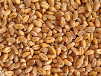 Wheat Grains Premium Quality By Wings Impex - Exporter, Supplier And Producer Of Premium Quality Basmati Rice And Non-Basmati Rice And Other Agriculture Products From India