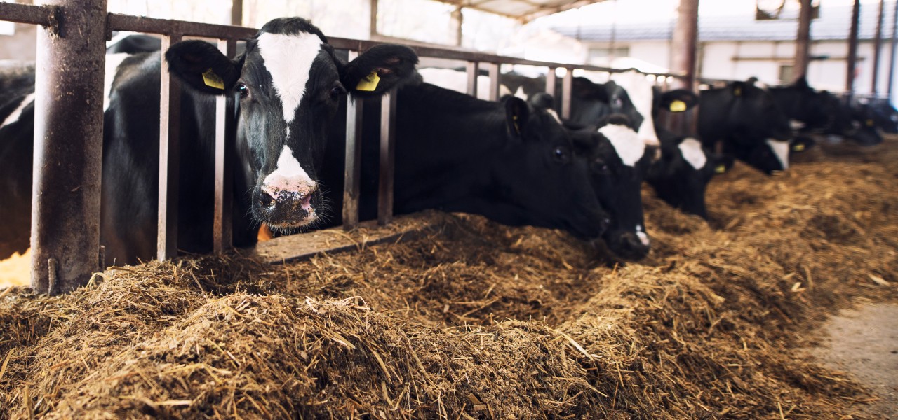 Wings Impex Is An Exporter, Supplier And Producer Of Wide Range Of Premium Quality Animal Feed From India Hero Banner Slider Cow Eating Animal Feed Image