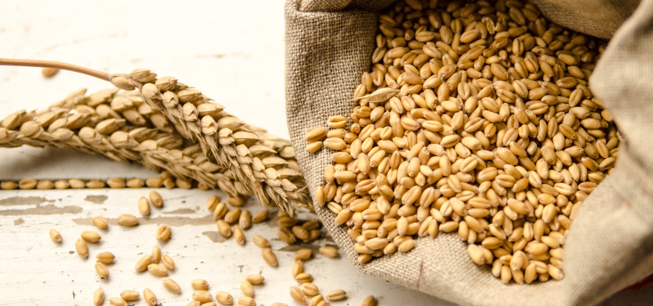 Wings Impex Is An Exporter, Supplier And Producer Of Wide Range Of Premium Quality Grains From India Hero Banner Slider Wheat Grains Image